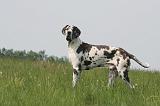 DOGUE ALLEMAND 491